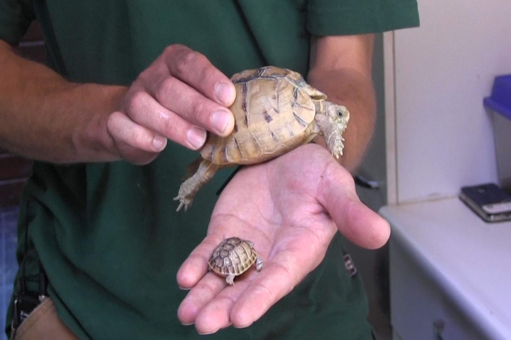 bijtend gips klok Zeer zeldzame Egyptische landschildpad geboren in DierenPark Amersfoort «  NVD Dierentuinen