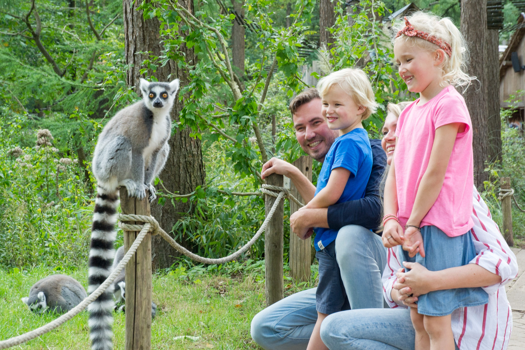 Apenheul « NVD Dierentuinen